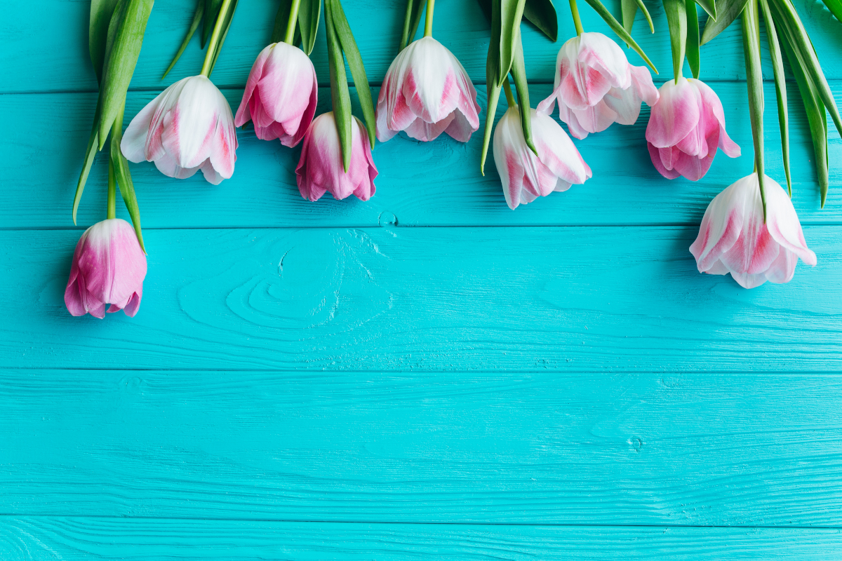Wooden,blue,background,and,pink,tulips.,conception,holiday,,march,8,